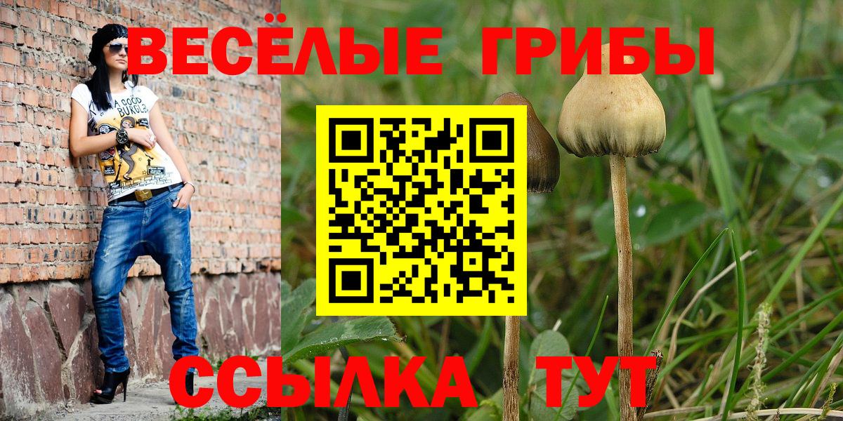 Псилоцибиновые грибы Psilocybe Альметьевск